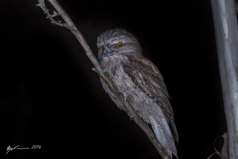 Папуасский лягушкорот