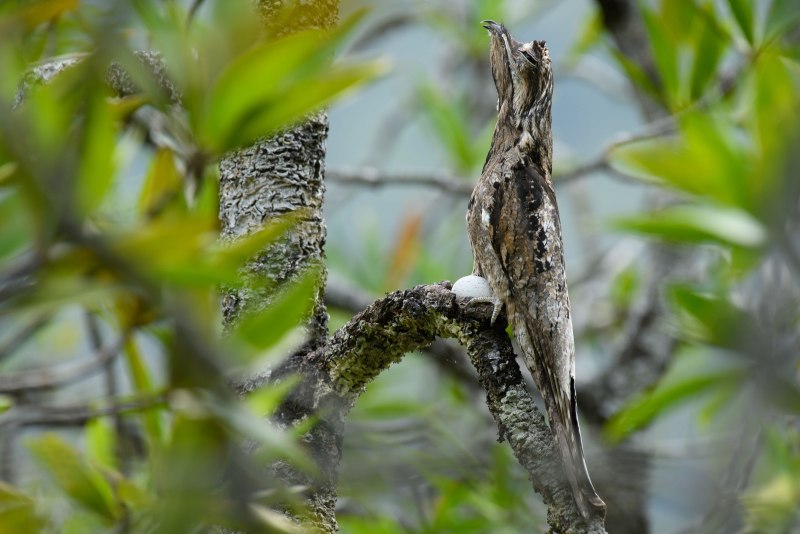 Исполинские лягушкороты (Podargus strigoides).