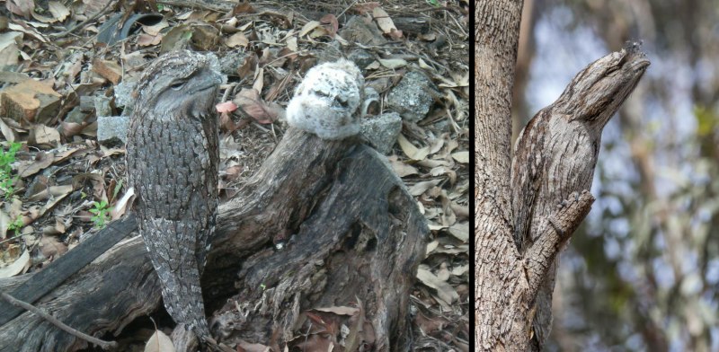 Tawny Frogmouth Camouflage
