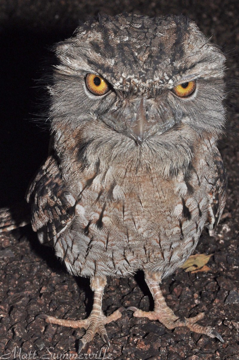 Исполинский Белоног охотится