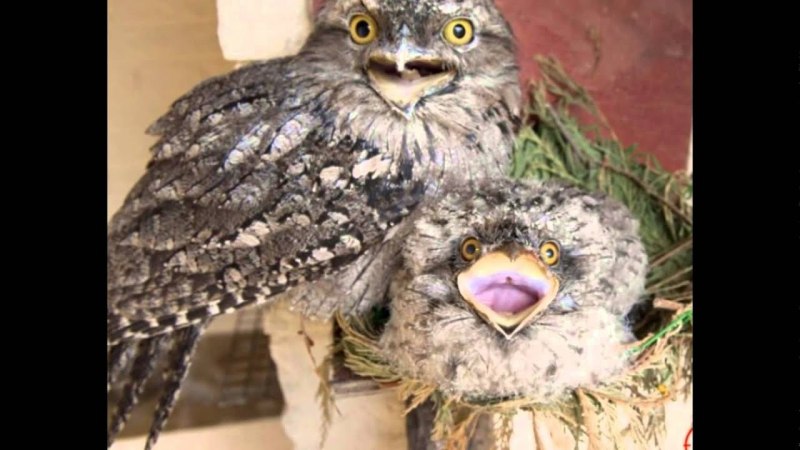 Исполинский козодой птица