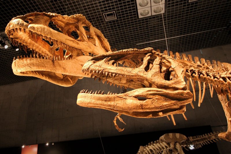 Мапузавр скелет