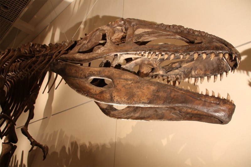 Череп Гигантозавра