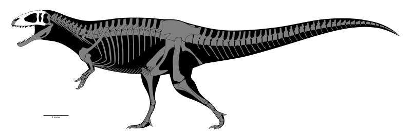 Афровенатор динозавр