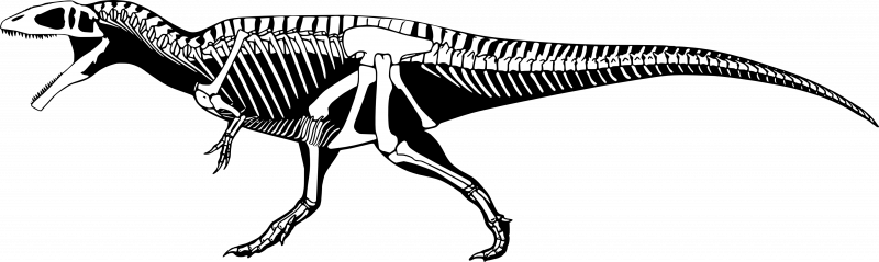 Кархародонтозавр скелет