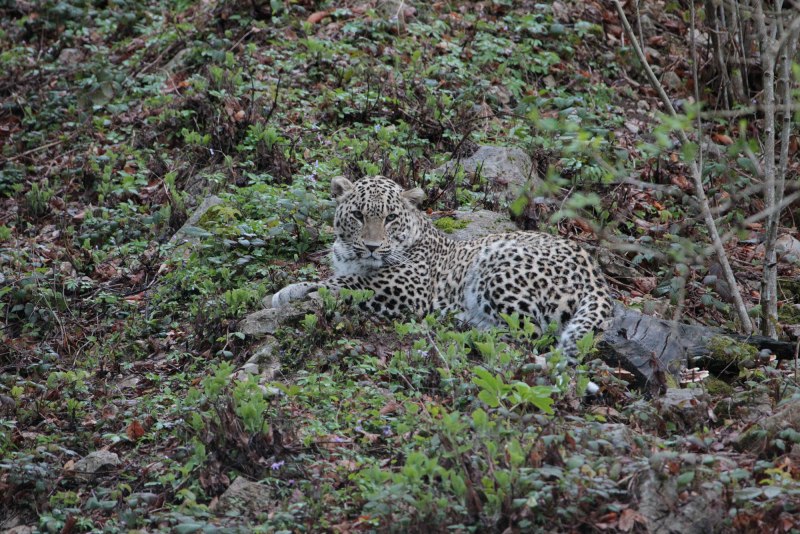 Переднеазиатский леопард леопард
