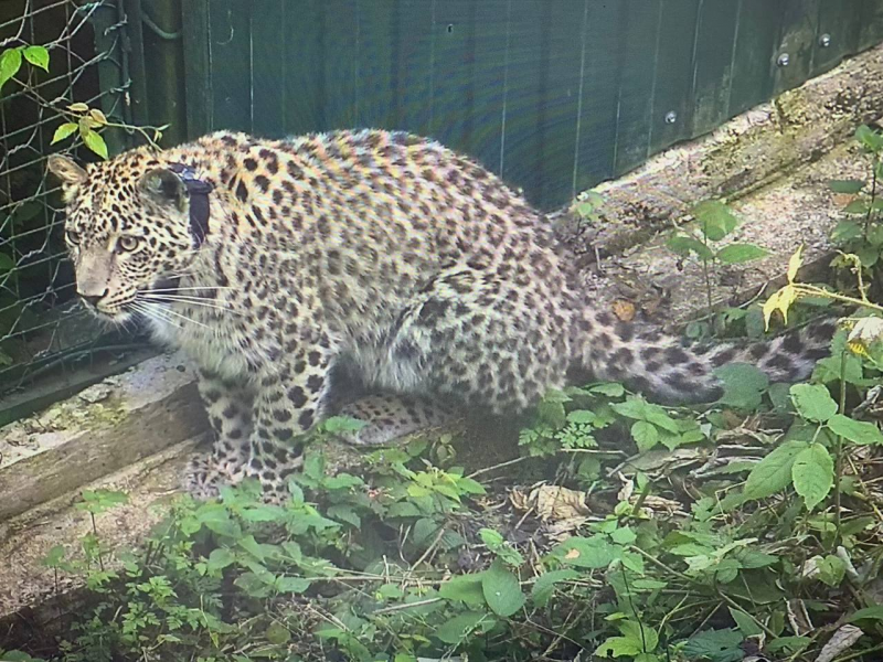 Переднеазиатский леопард