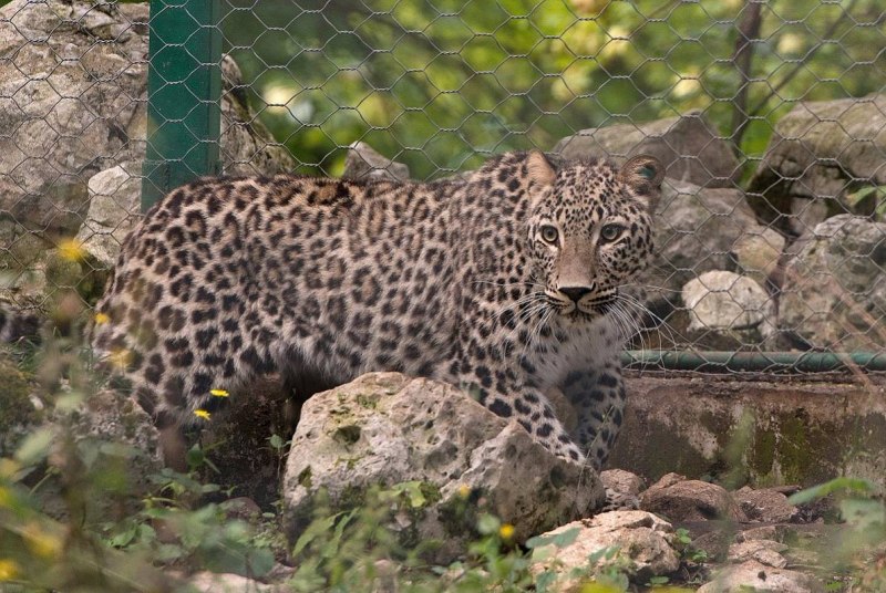 Дагестанский леопард