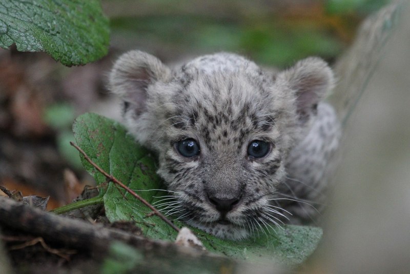 Переднеазиатский леопард