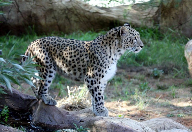 Переднеазиатский леопард