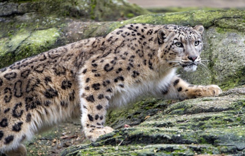 Переднеазиатский леопард