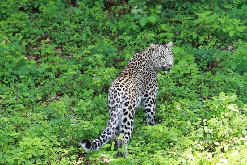 Переднеазиатский леопард