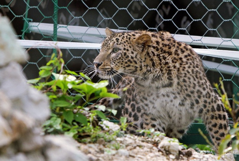 Переднеазиатский леопард