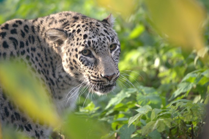 Переднеазиатский леопард
