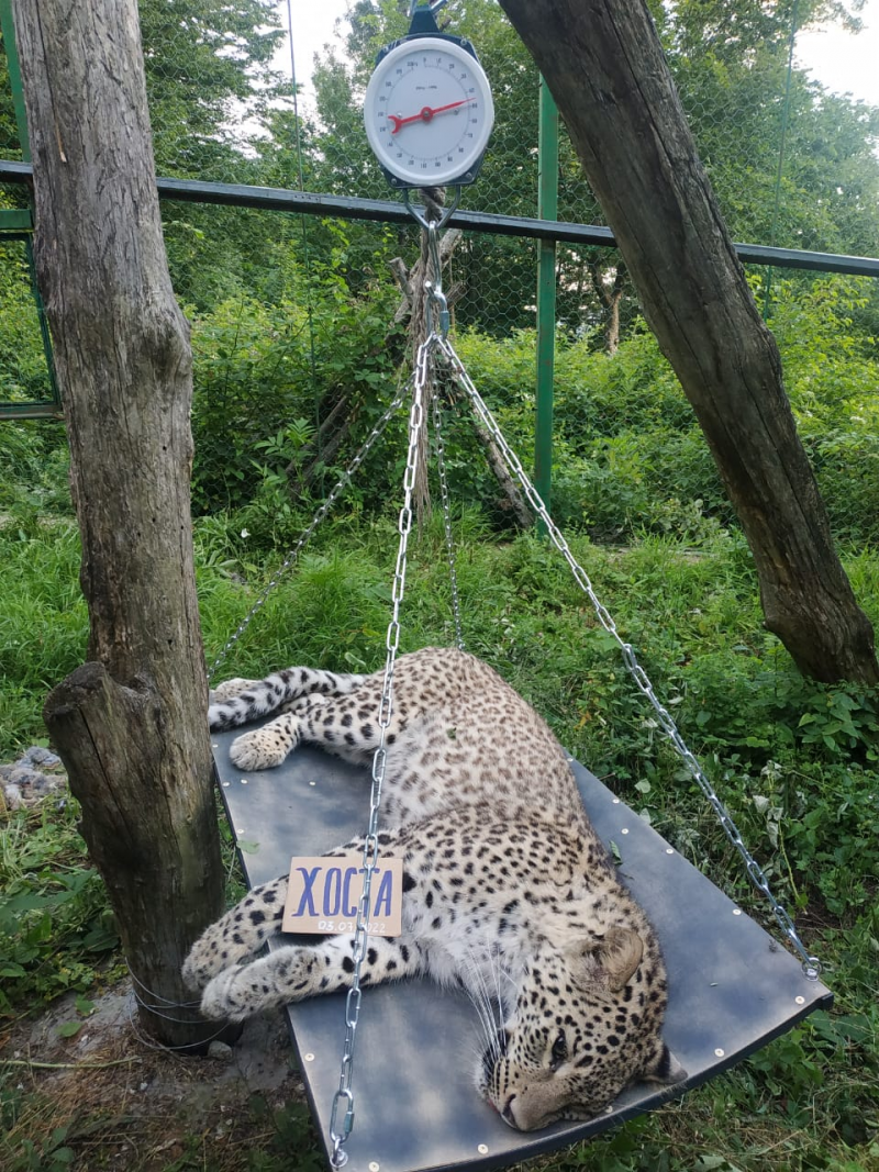 Среднеазиатский леопард