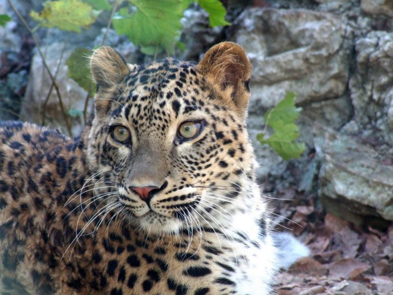 Переднеазиатский леопард леопард