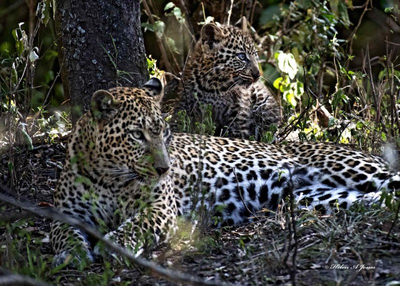 Сочинский национальный парк леопарды