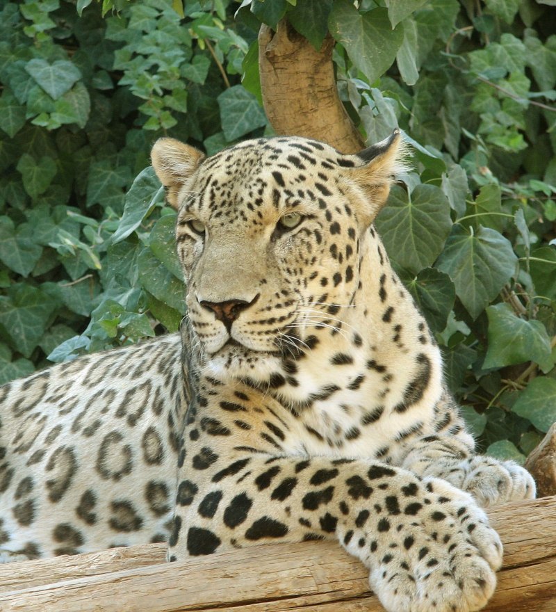 Передневосточный леопард