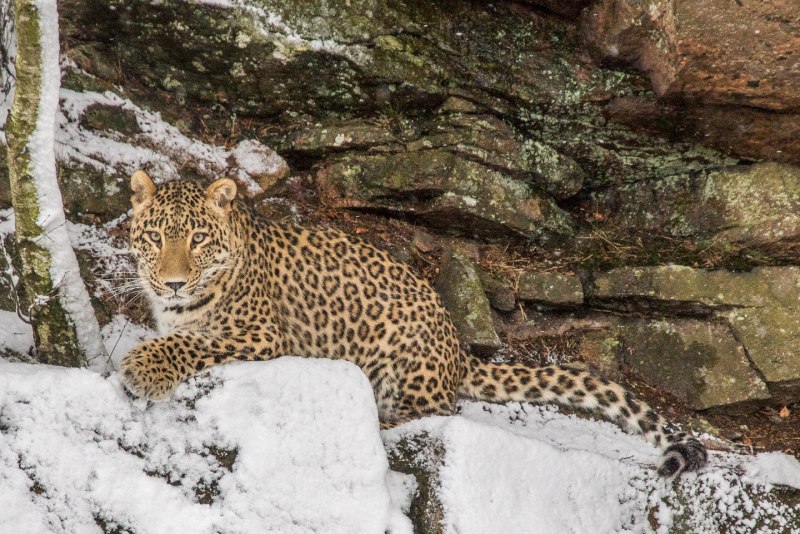 Переднеазиатский леопард окрас