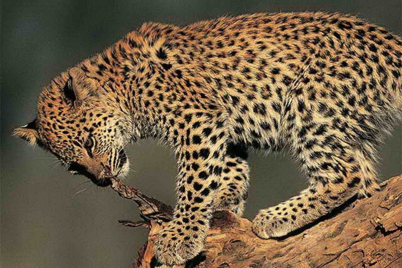 Переднеазиатский леопард