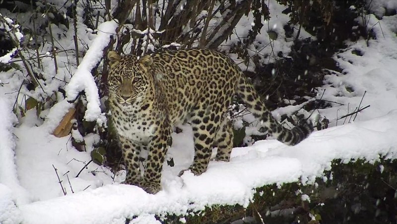 Кавказский Барс