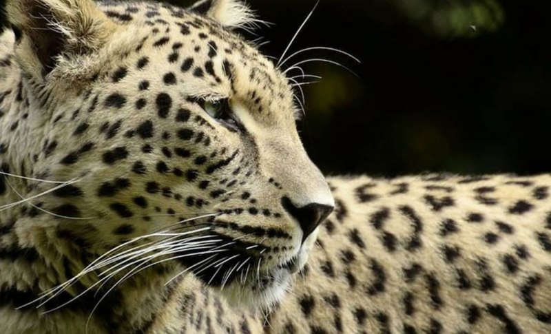 Пятнистый Ягуар