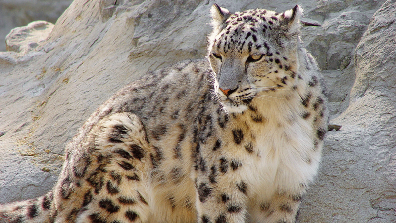 Переднеазиатский леопард (кавказский Барс)