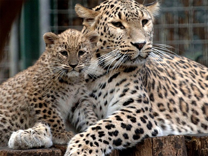 Переднеазиатский леопард детеныш