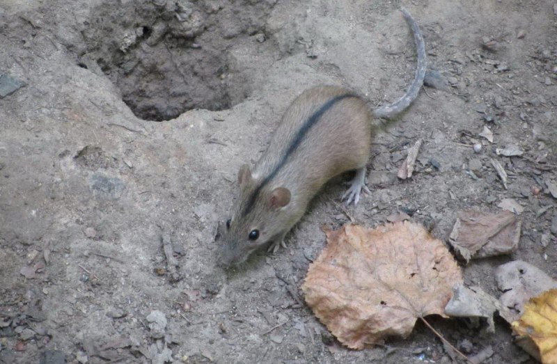 Мышь полевка с полосой на спине