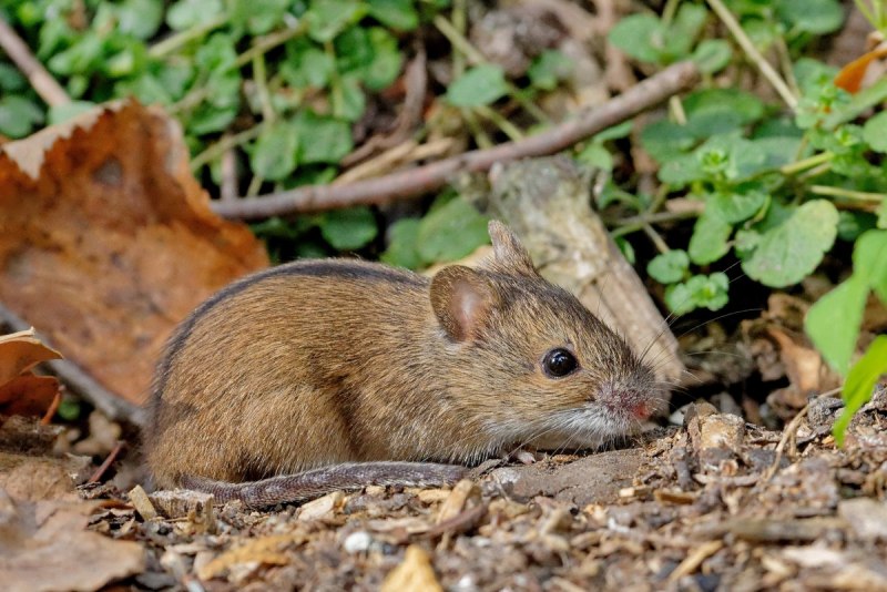 Мышовка Степная – Sicista subtilis