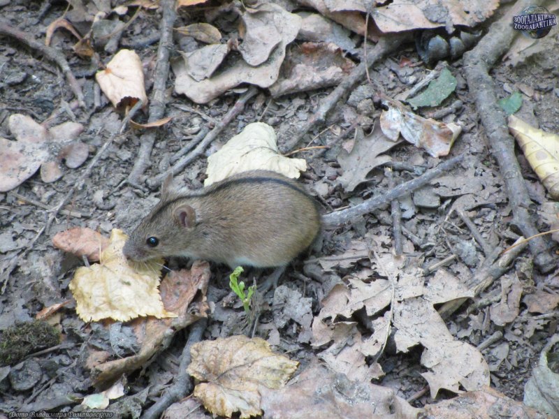 Желтогорлая Лесная мышь