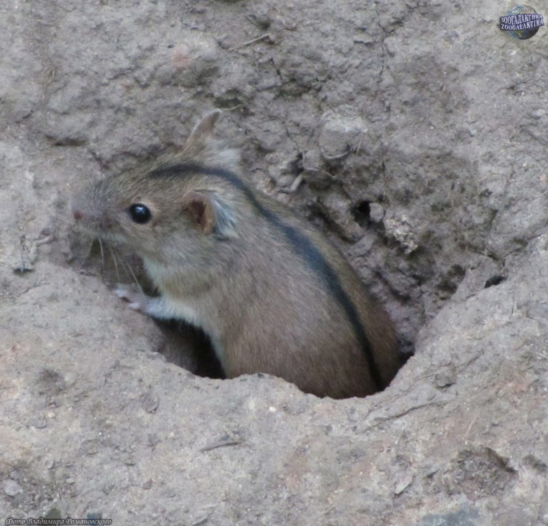 Обыкновенная полёвка