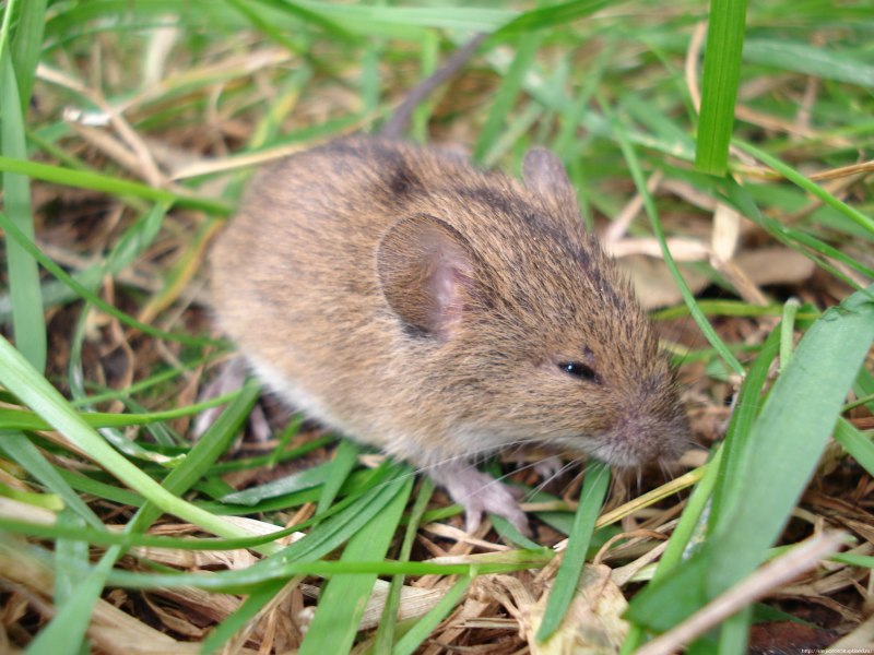 Мышка животное полевка