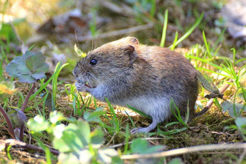 Мышка полевка с полоской на спине