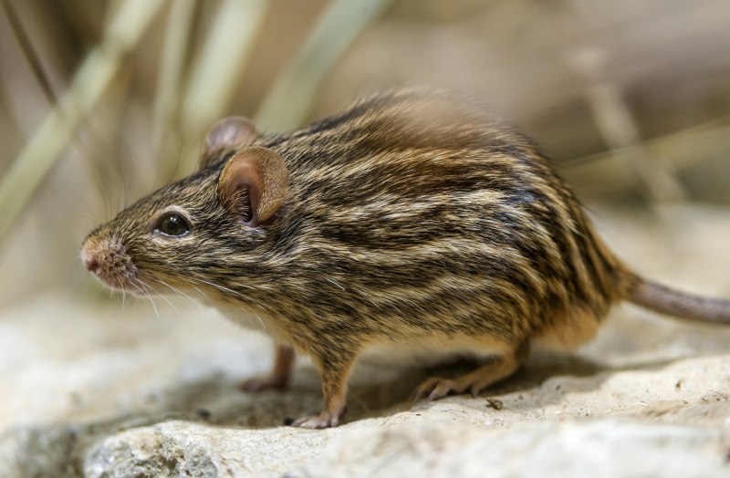 Эворонская полевка