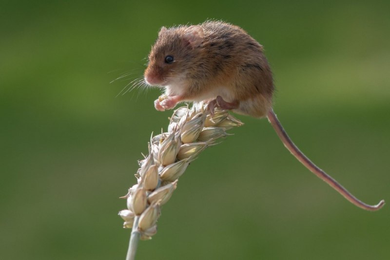 Эворонская полевка