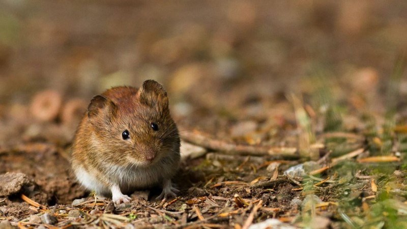 Тянь Шаньская мышовка