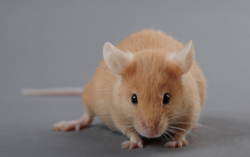 Сибирская красная полевка