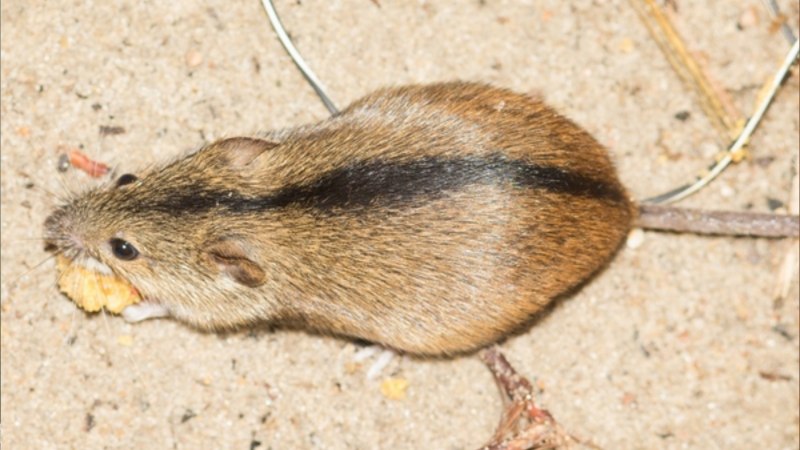 Мышь полевка с полосой на спине