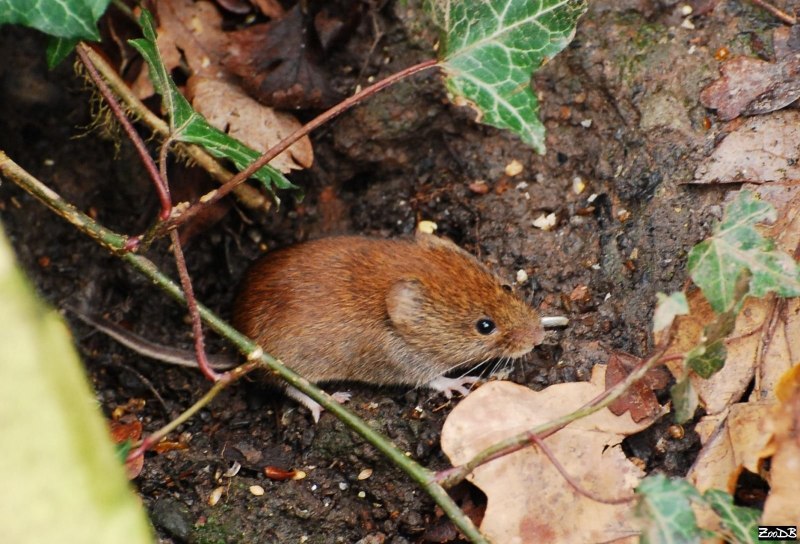 Мышь полевка ареал обитания
