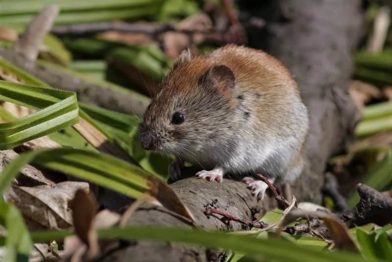 Лесной хомяк карбыш