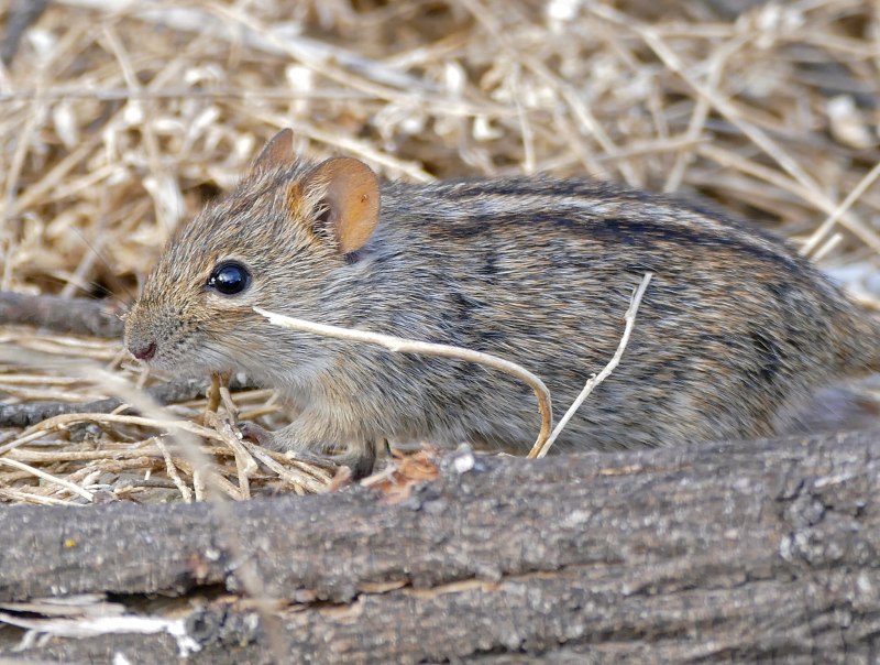 Полосатая полевка