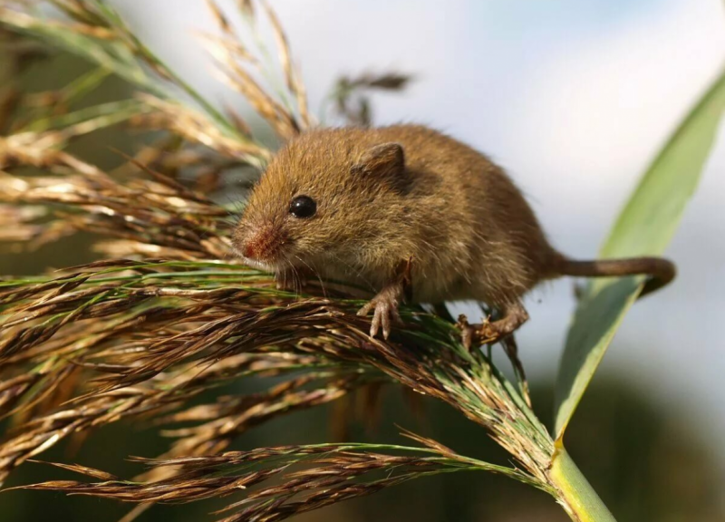 Полевка (Apodemus agrarius)