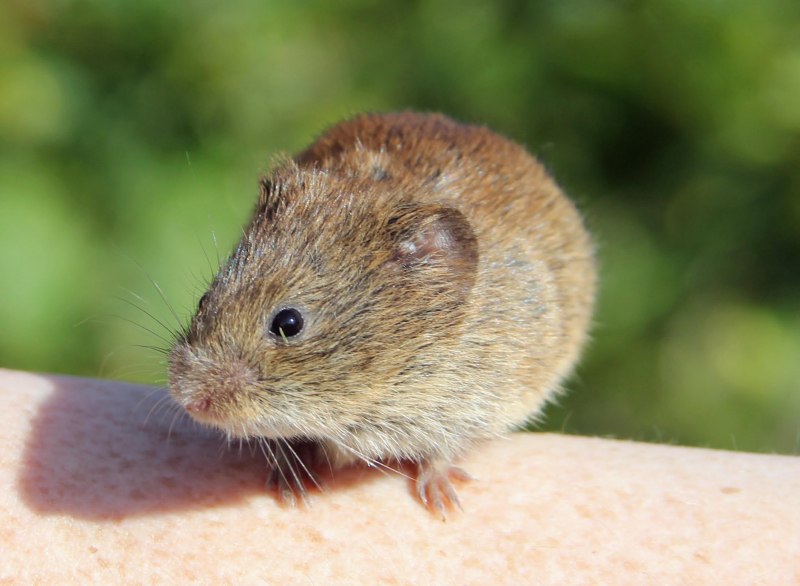 Полевая мышь обыкновенная полевка