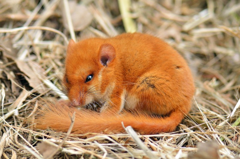 Рыжая мышь полевка