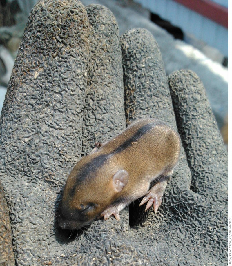 Рыжая мышь полевка