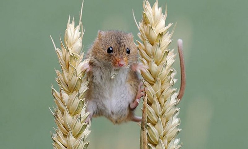 Мышь-Малютка (лат. Micromys minutus)