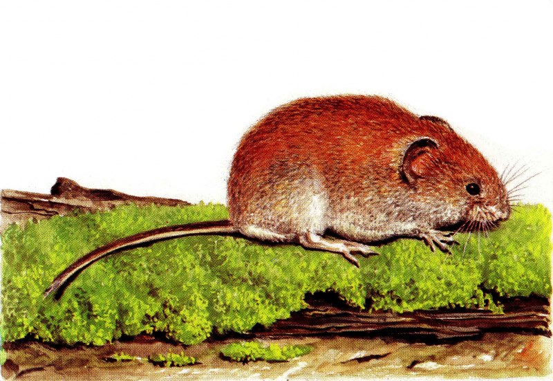 Мышь орешниковая Соня