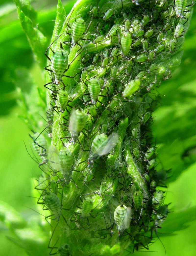 Тля Ивовая обыкновенная