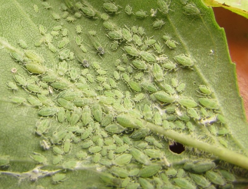 Паутинный клещ, щитовка и тля.